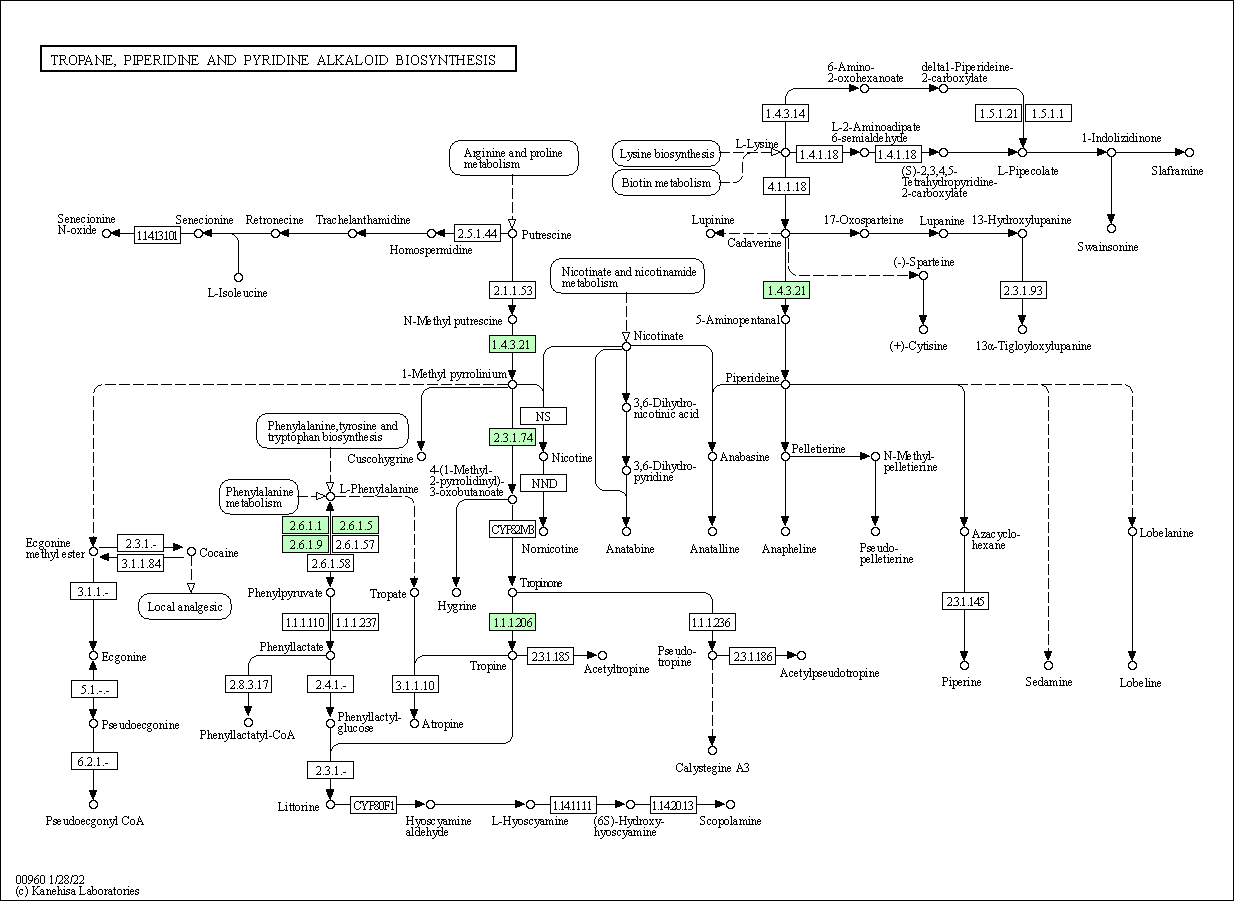 Genome annotation img 4